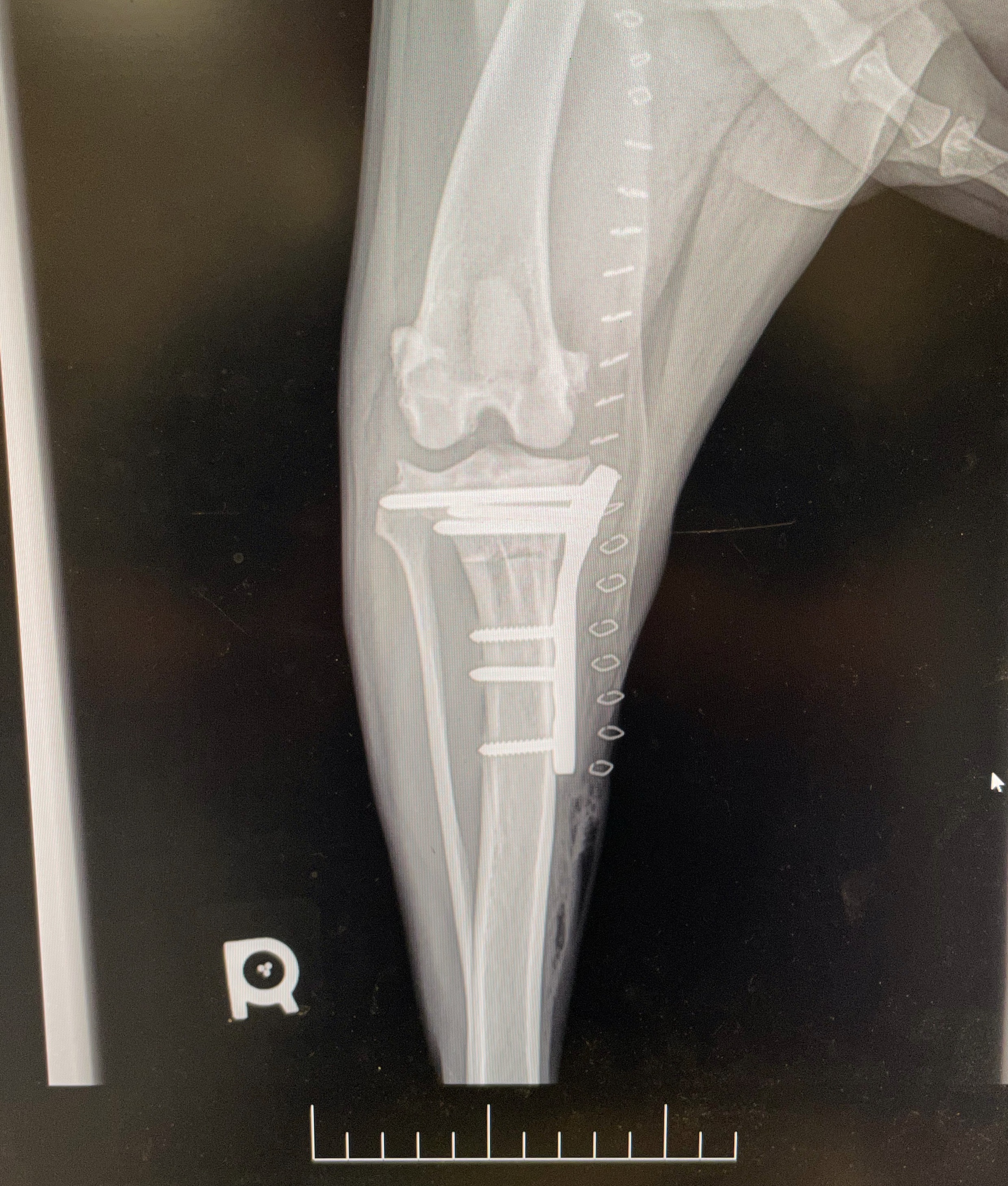 Post Surgical X-Ray After TPLO Procedure