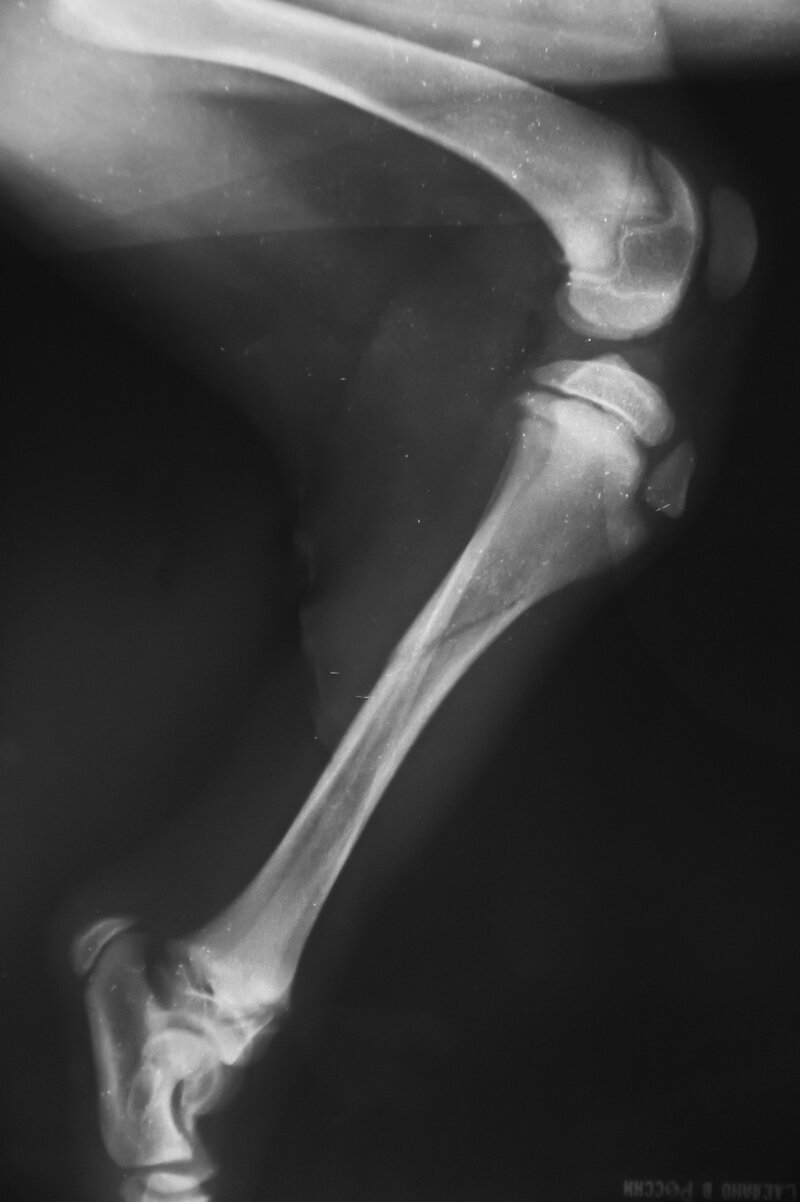 X-ray of Dog's Fractured Tibia