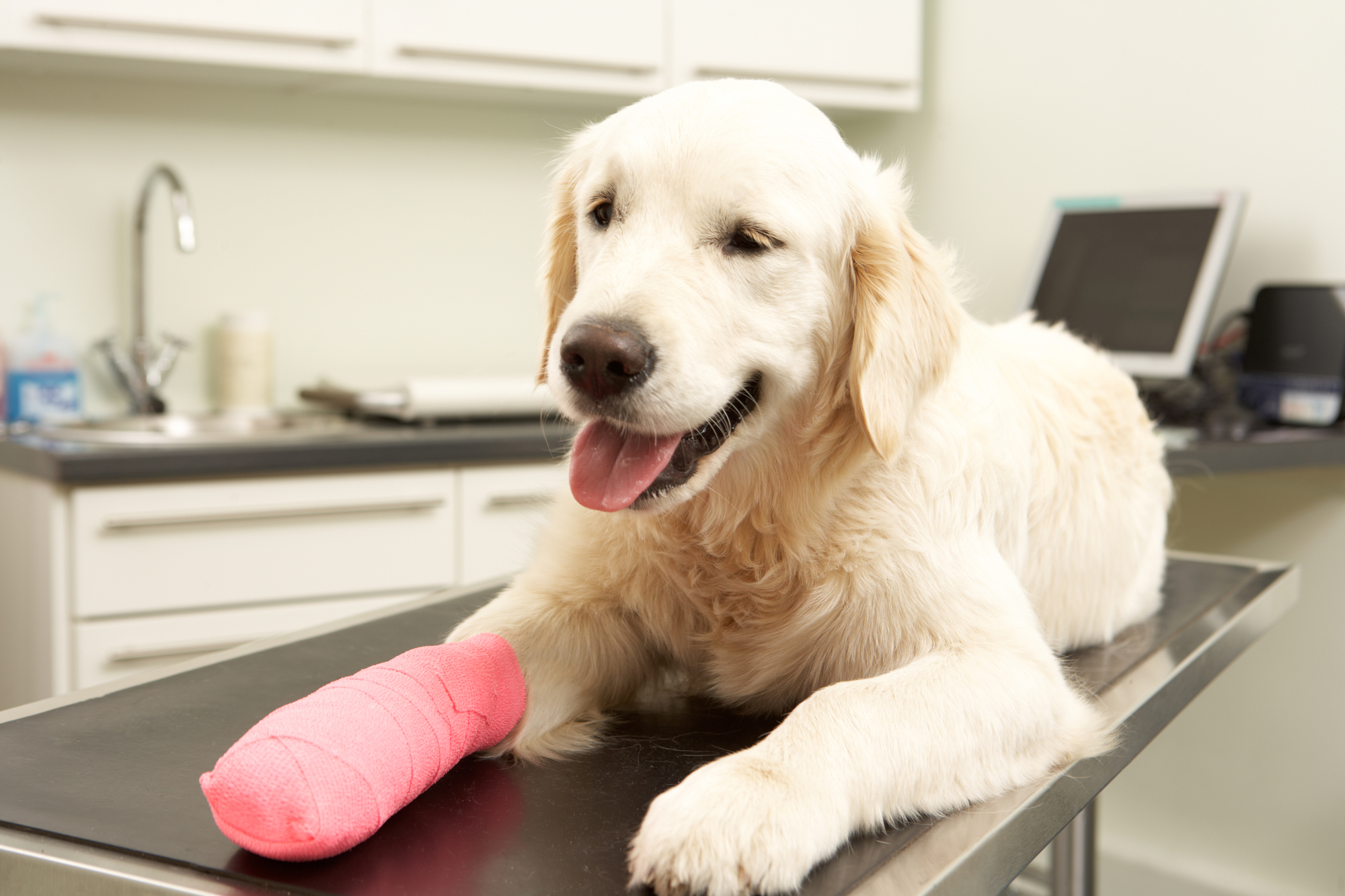 Orthopedic Pet Surgery